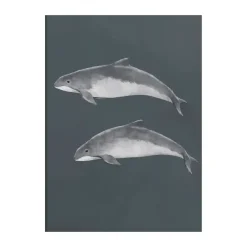 Discount Kunskapstavlan® Baltic porpoise poster, 50x70 cm Multi