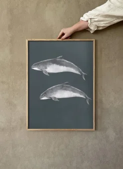 Discount Kunskapstavlan® Baltic porpoise poster, 50x70 cm Multi