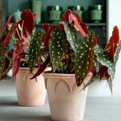 Discount Bergs Potter Elizabeth flower pot Ø14 cm, rose Pink