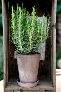 Flower Pots^Bergs Potter Helena flower pot high Ø14 cm, Grey