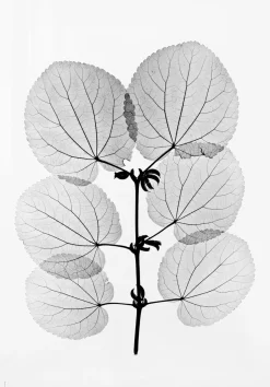 Posters^Fine Little Day Katsura poster, 70x100 cm BlackWhite