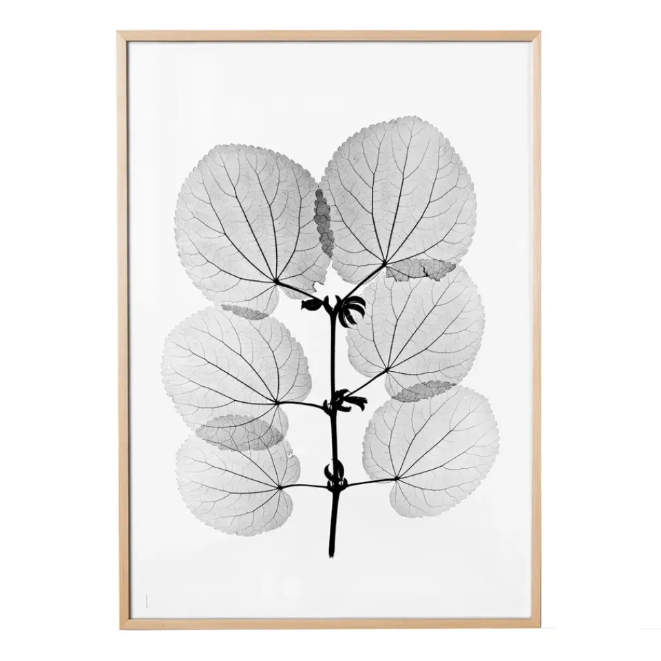 Posters^Fine Little Day Katsura poster, 70x100 cm BlackWhite