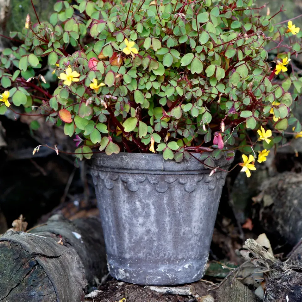 Flower Pots^Bergs Potter Københavner flower pot Ø16 cm, Grey