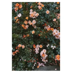 New Fine Little Day Rose poster, 70x100 cm Multi
