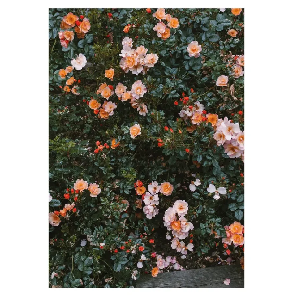 New Fine Little Day Rose poster, 70x100 cm Multi