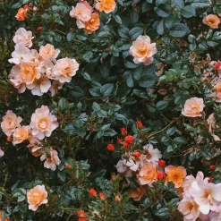 New Fine Little Day Rose poster, 70x100 cm Multi
