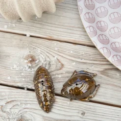 Salt & Pepper Shakers^Byon Salt- & pepper shaker beetles, Brown