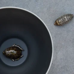 Salt & Pepper Shakers^Byon Salt- & pepper shaker beetles, Brown