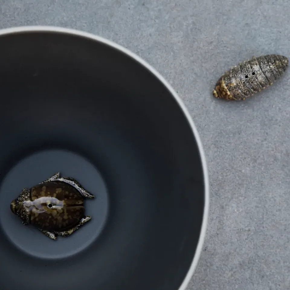 Salt & Pepper Shakers^Byon Salt- & pepper shaker beetles, Brown