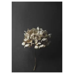 Paper Collective Sto Life 04 Hydrangea poster, 30x40 cm Gold-colouredBlack