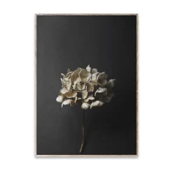 Paper Collective Sto Life 04 Hydrangea poster, 30x40 cm Gold-colouredBlack