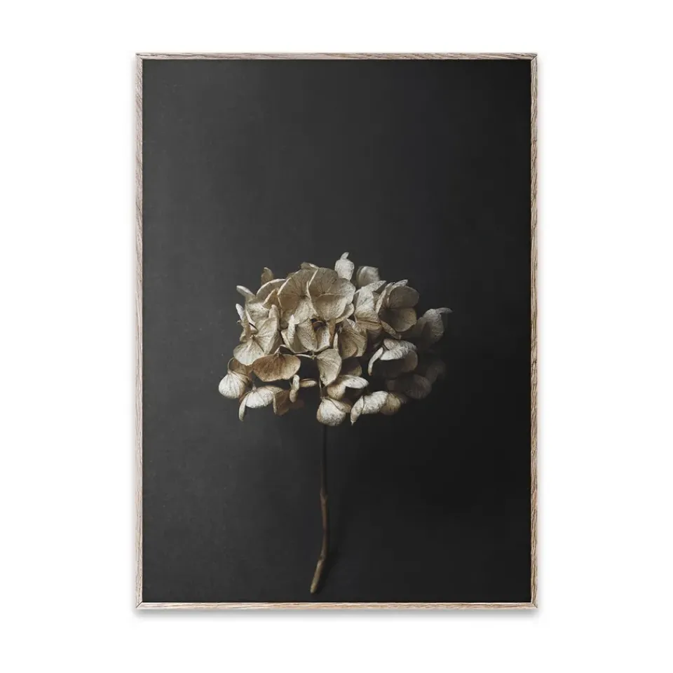 Paper Collective Sto Life 04 Hydrangea poster, 30x40 cm Gold-colouredBlack