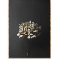 Clearance Paper Collective Sto Life 04 Hydrangea poster, 50x70 cm Black