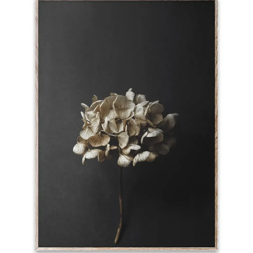 Clearance Paper Collective Sto Life 04 Hydrangea poster, 50x70 cm Black
