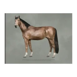 Outlet Kunskapstavlan® The anatomy of the horse poster, 30x40 cm Multi