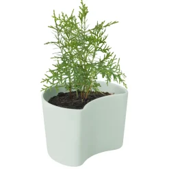 Sale RIG-TIG YOUR TREE pot with seeds, (Pine) Green